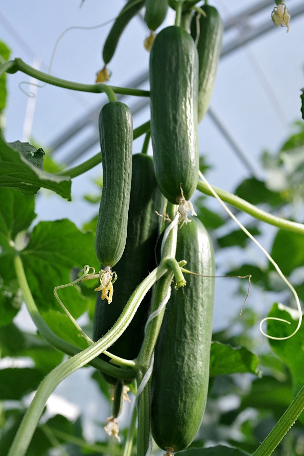 Партнер Огурец КОН АМОР F1 ^(5шт), изображение 6
